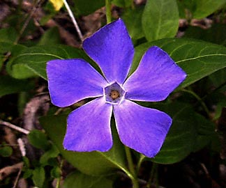 periwinkle